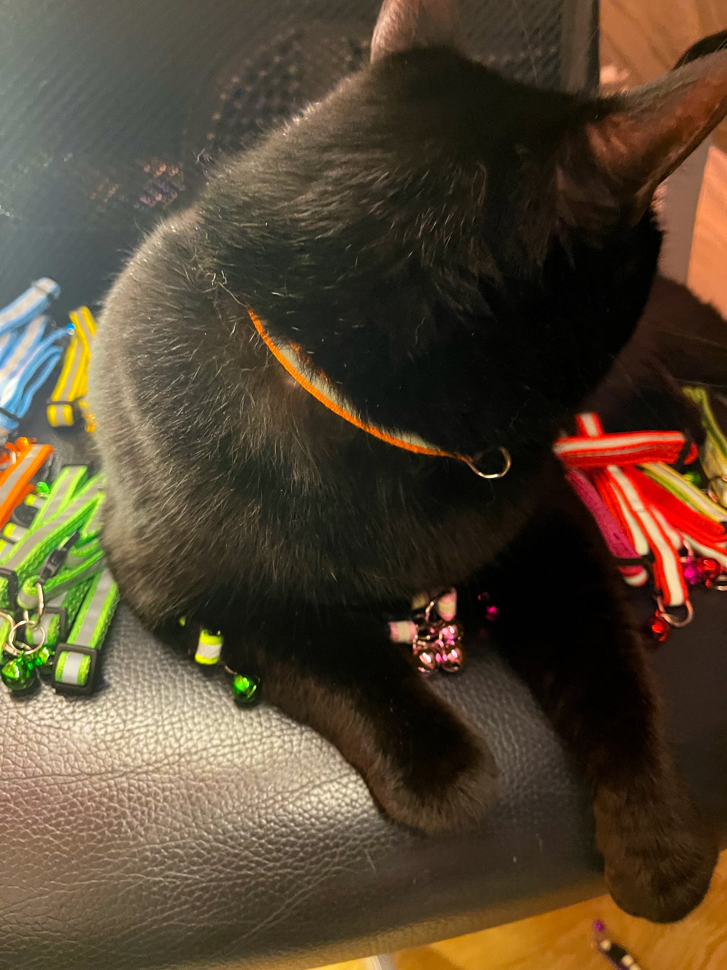 Neon Safety Collars 12”