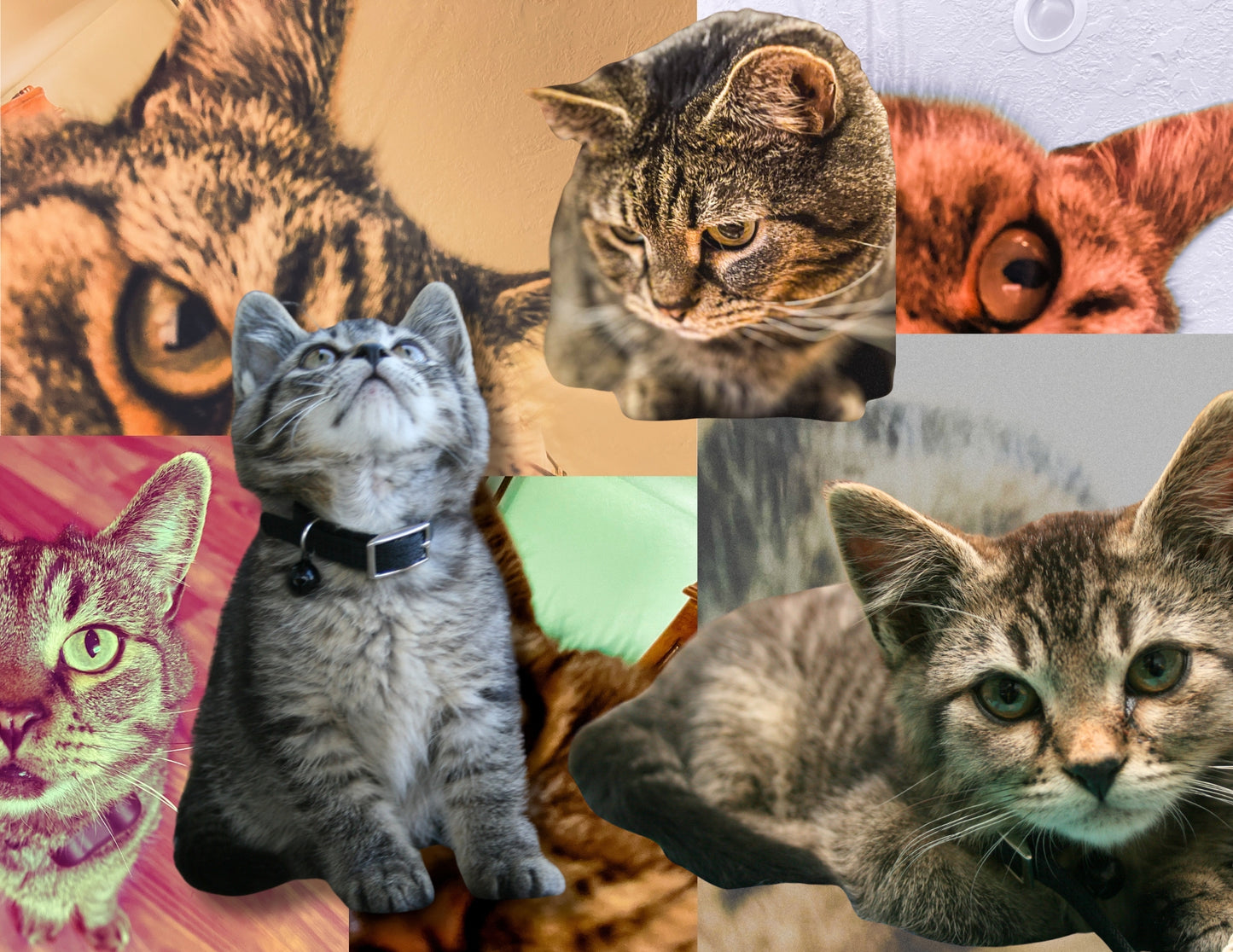 Sticky the Kitty 2026 Calendar -Ships December 1st