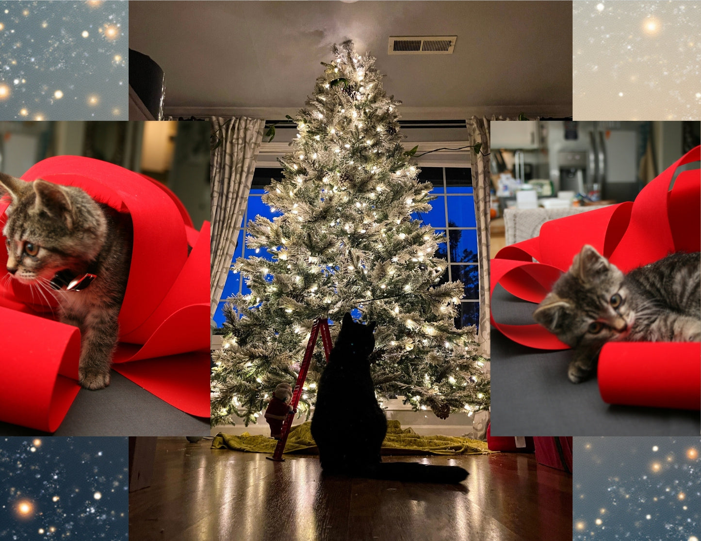 Sticky the Kitty 2026 Calendar -Ships December 1st