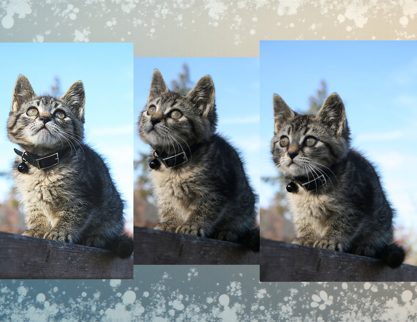 Sticky the Kitty 2026 Calendar -Ships December 1st