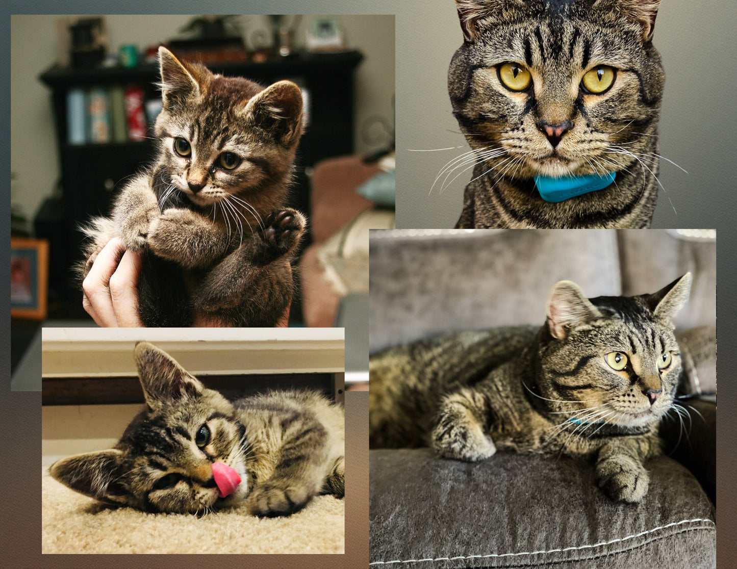 Sticky the Kitty 2026 Calendar -Ships December 1st