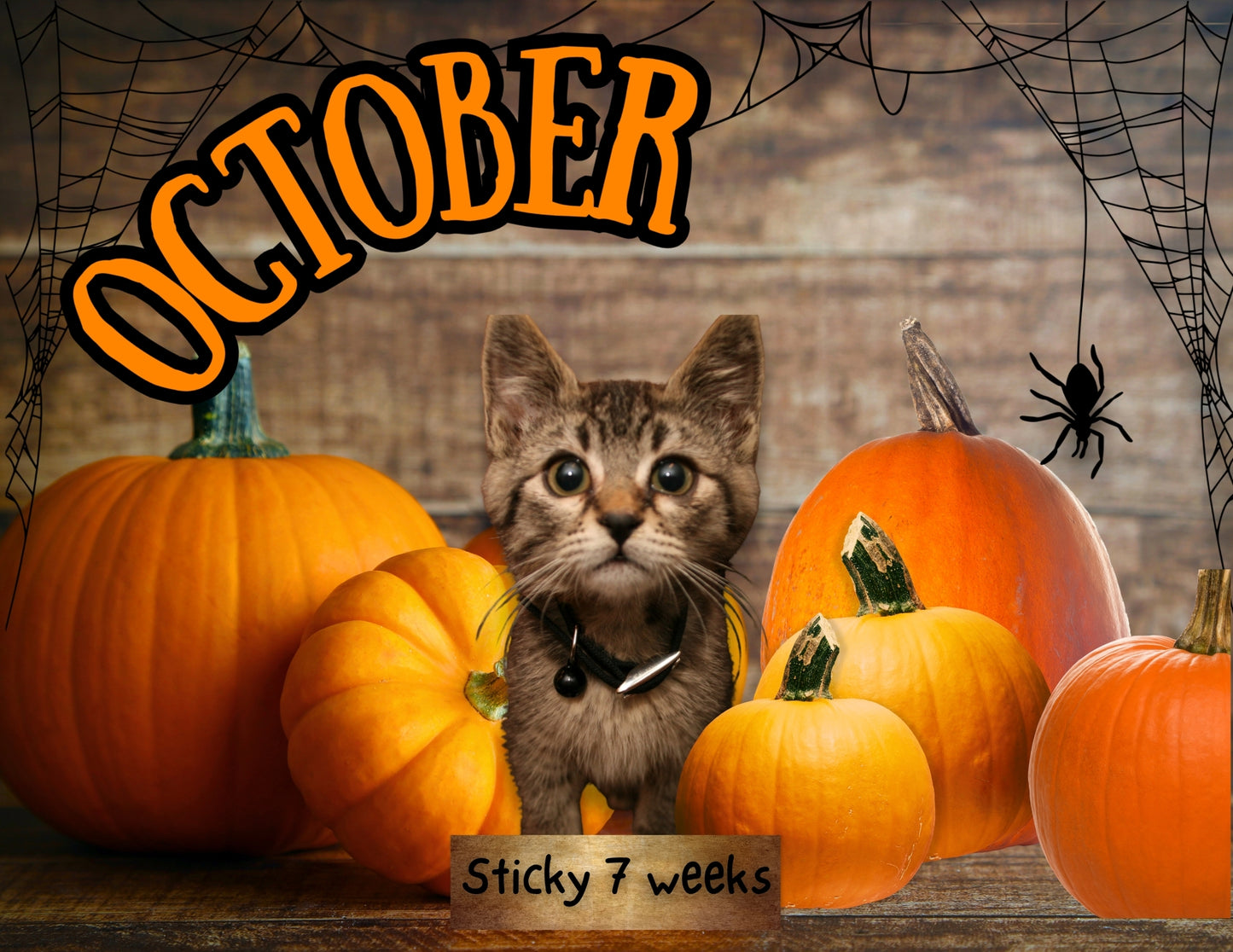 Sticky the Kitty 2026 Calendar -Ships December 1st