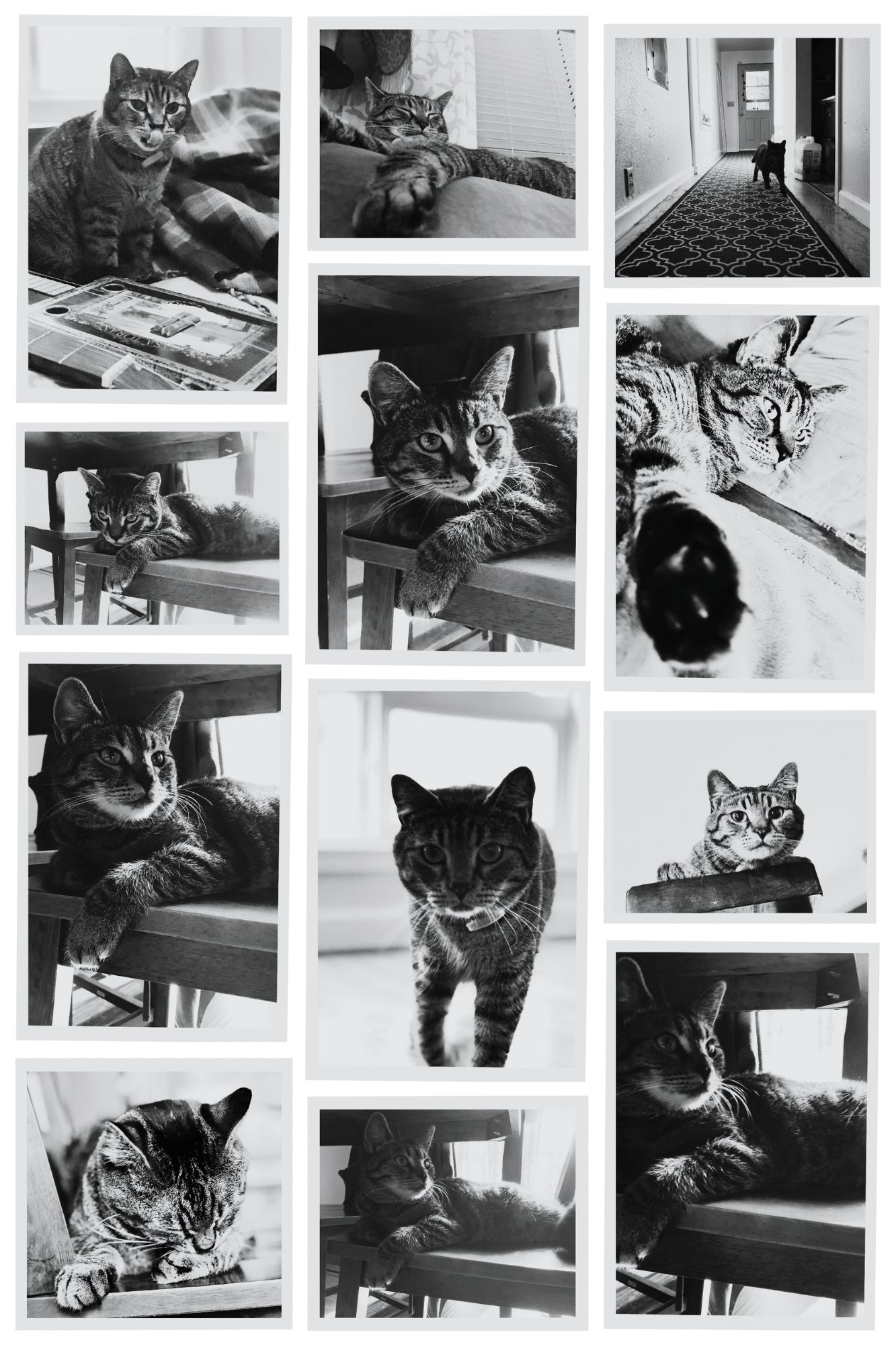 Cats Find You; The Important Stuff (Personalized and Signed by Chuck and, more importantly, Sticky!)