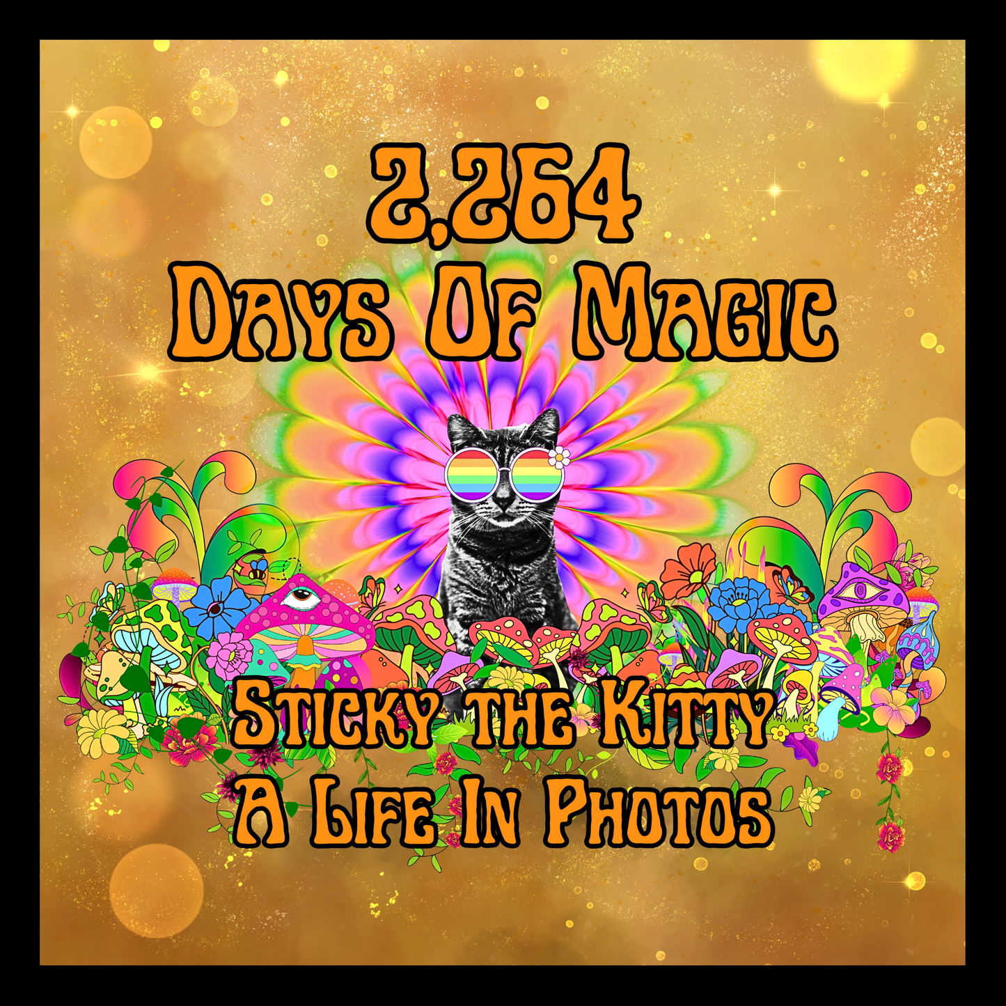 2,264 Days of Magic - Sticky the Kitty ; A Life In Photos