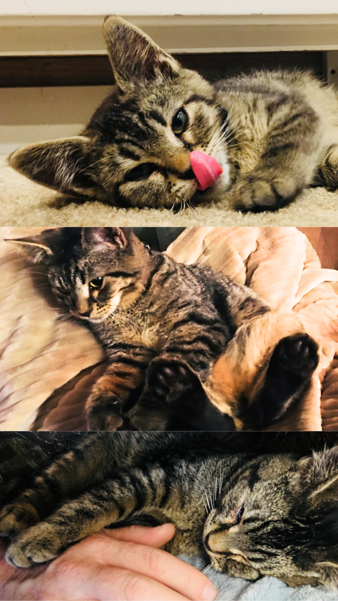 Free Baby Sticky Screensaver Downloads 3/29/25