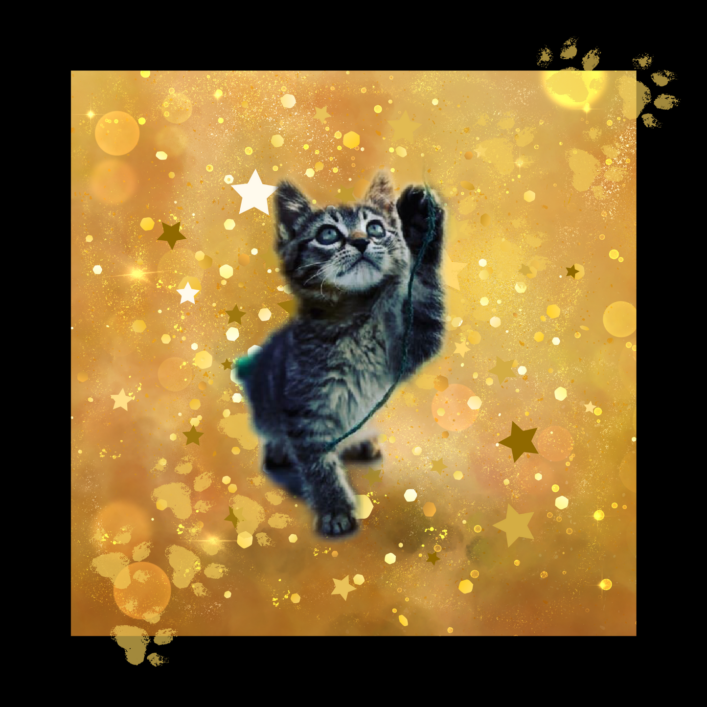 2,264 Days of Magic - Sticky the Kitty ; A Life In Photos