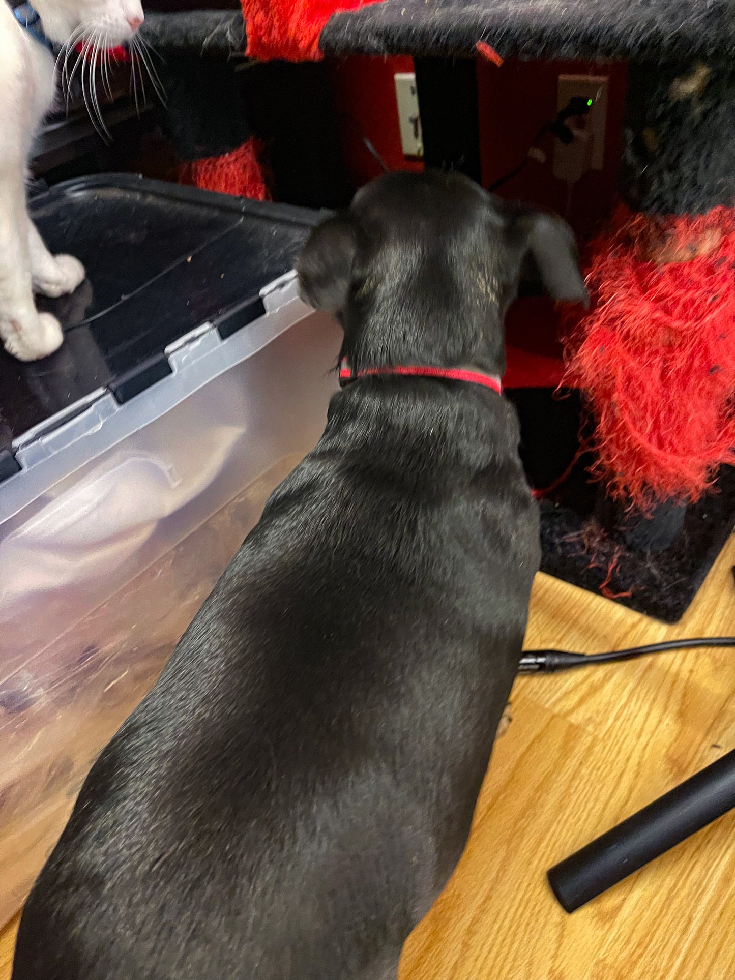 Neon Safety Collars 12”