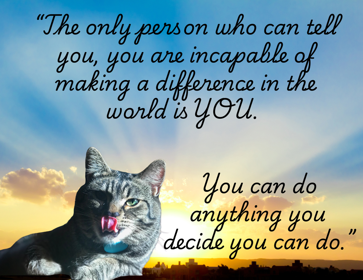 The Cats Find, You 2027 Calendar and Book Bundle!
