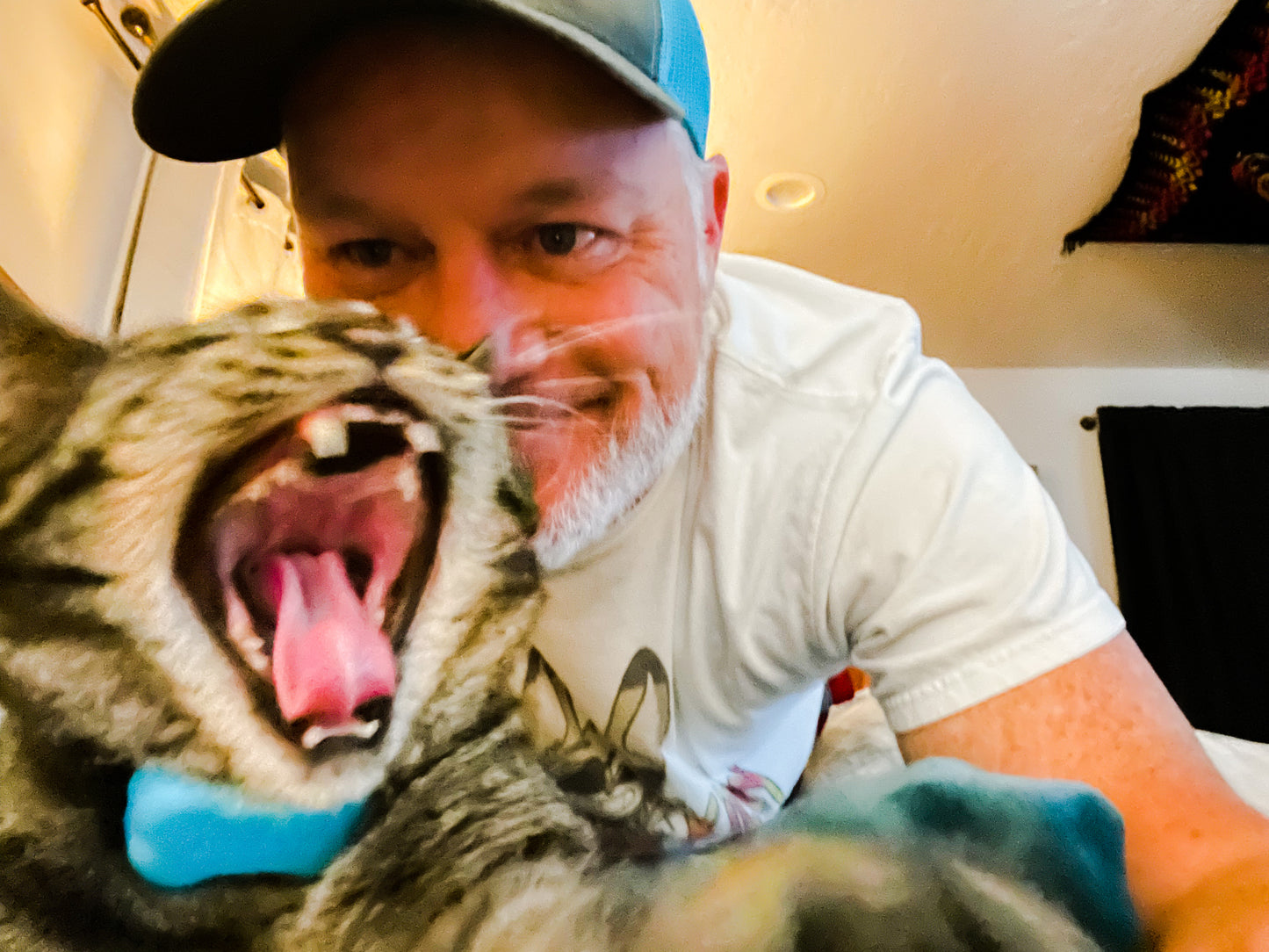 Free Cats Find You and a Little Sticky Magic