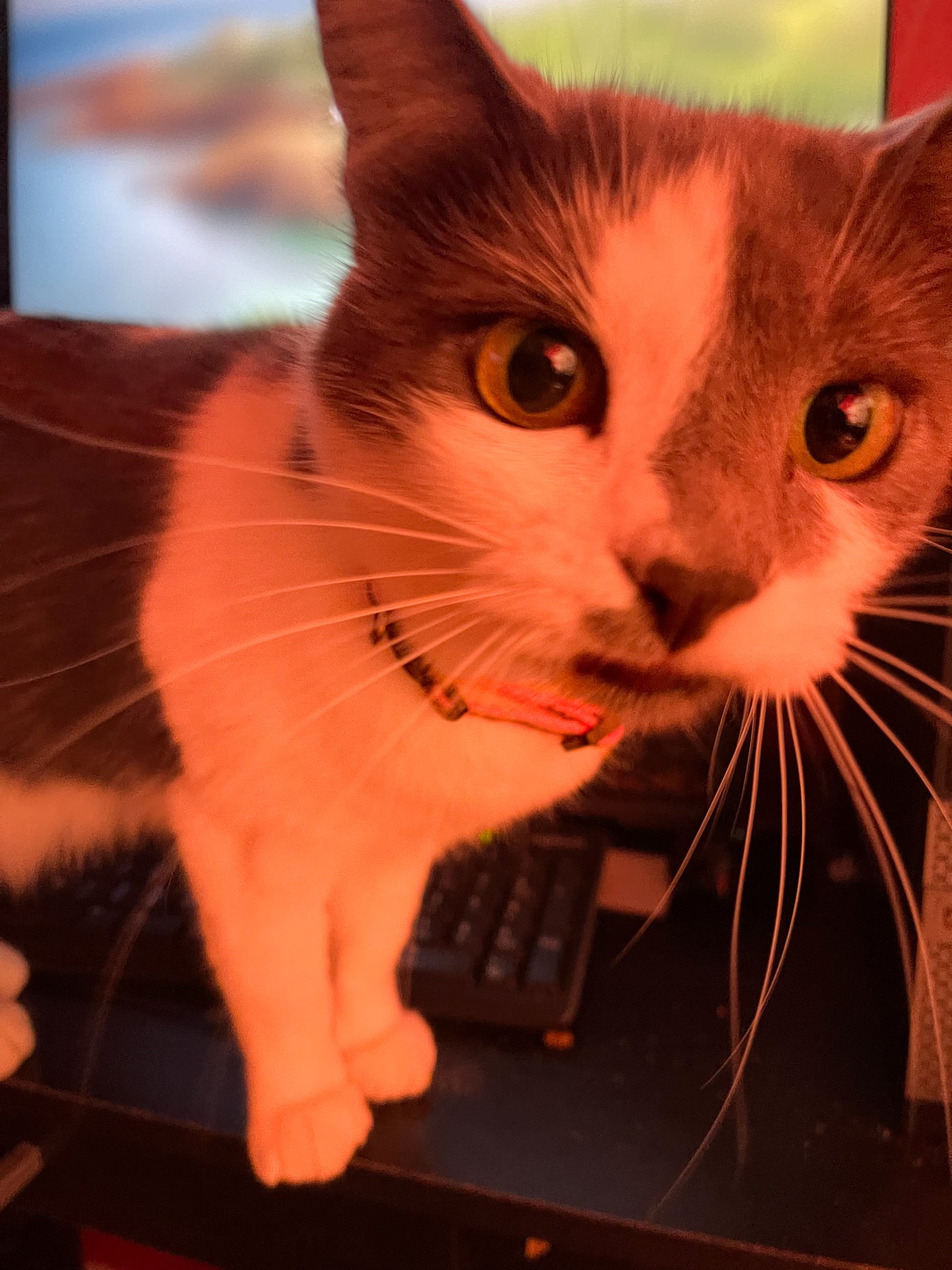 Neon Safety Collars 12”