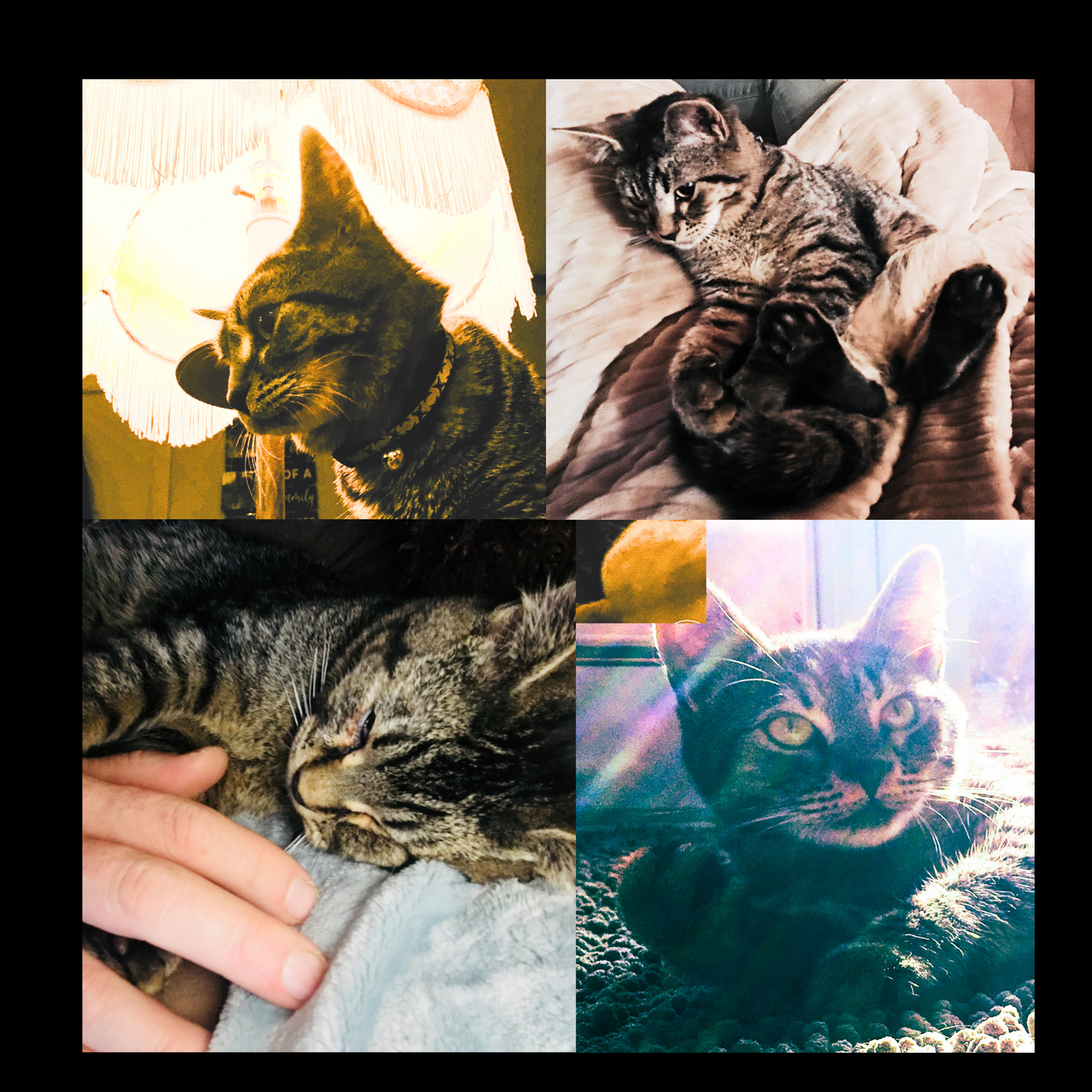 2,264 Days of Magic - Sticky the Kitty ; A Life In Photos