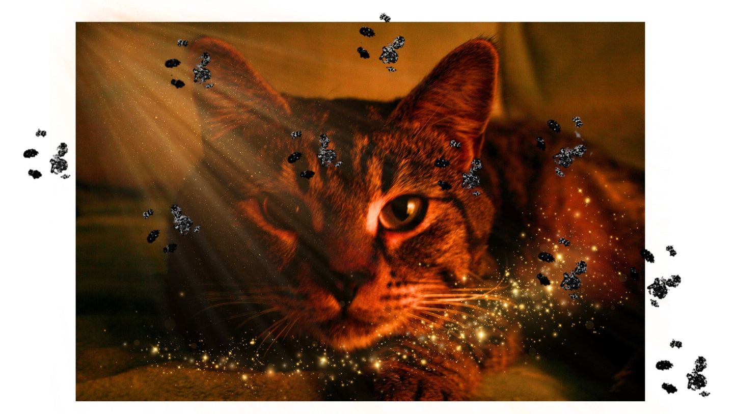 Free Down Load PC Screen Saver - Pack 1