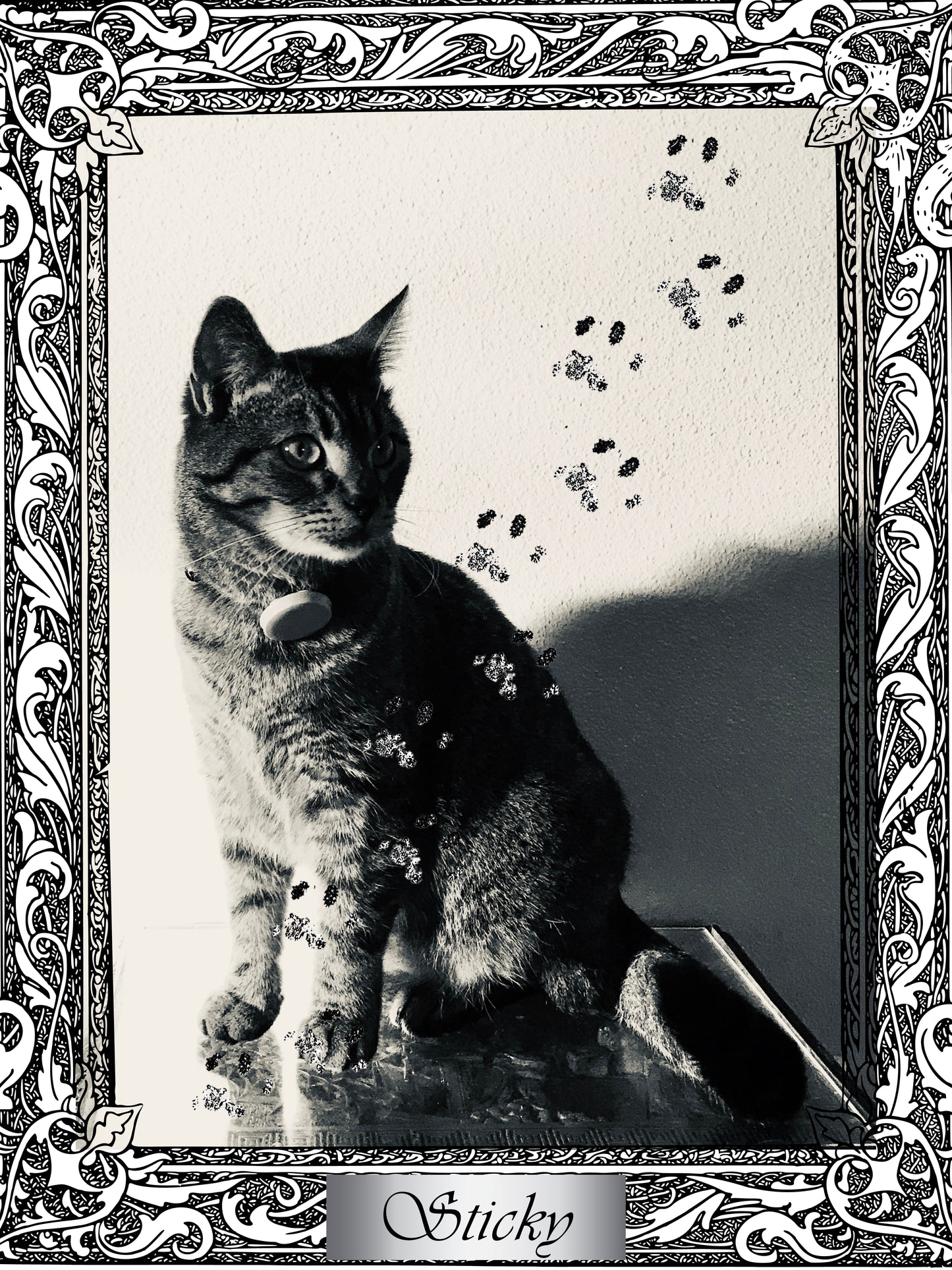 Cats Find You; 2nd Edition (Personalized and signed by Chuck and more importantly, Sticky)