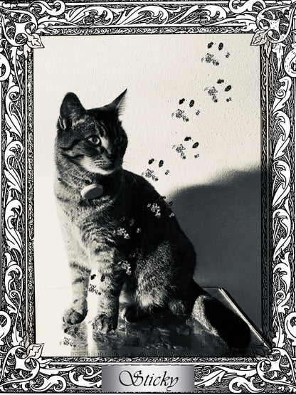 Cats Find You; 2nd Edition (Personalized and signed by Chuck and more importantly, Sticky)
