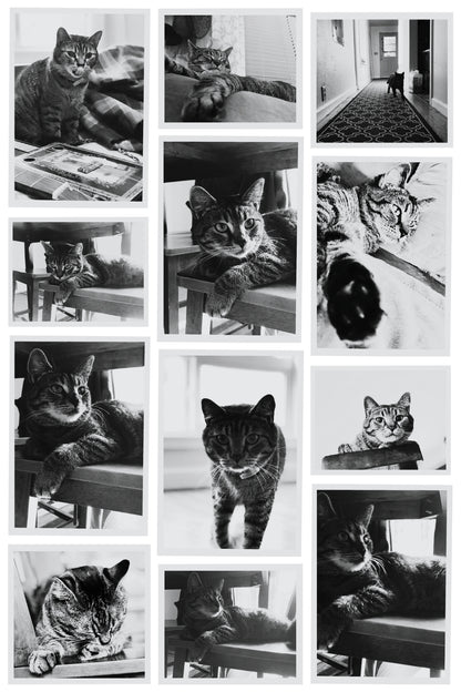 Cats Find You; The Important Stuff (Personalized and Signed by Chuck and, more importantly, Sticky!)