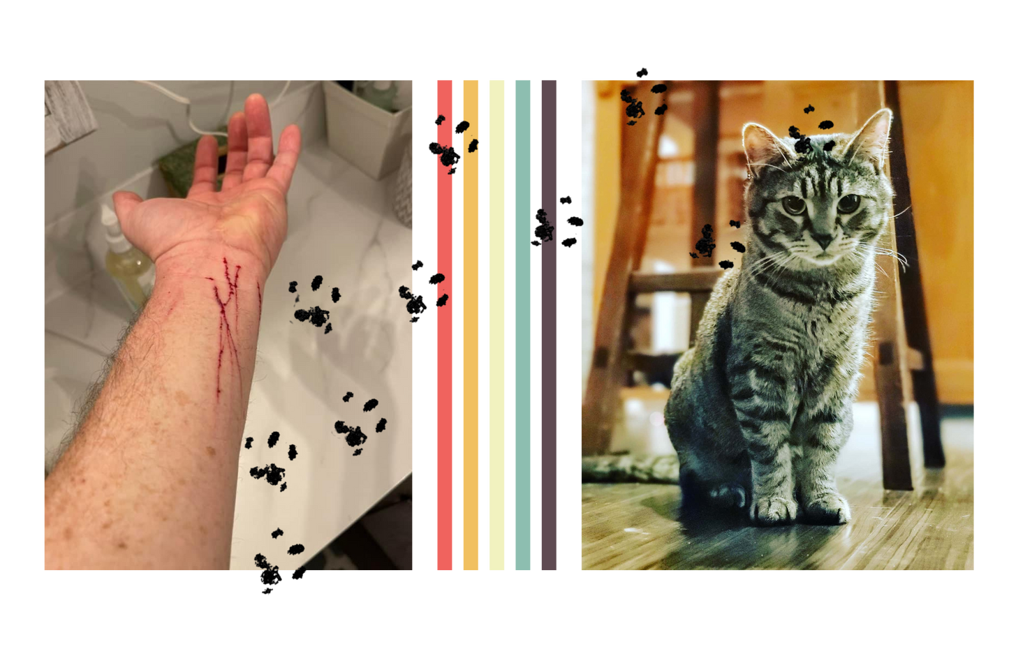 Cats Find You; 2nd Edition (Personalized and signed by Chuck and more importantly, Sticky)
