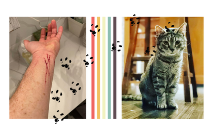 Cats Find You; 2nd Edition (Personalized and signed by Chuck and more importantly, Sticky)