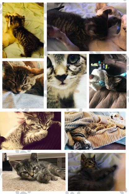 Cats Find You; 2nd Edition (Personalized and signed by Chuck and more importantly, Sticky)